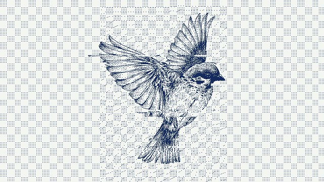 bird