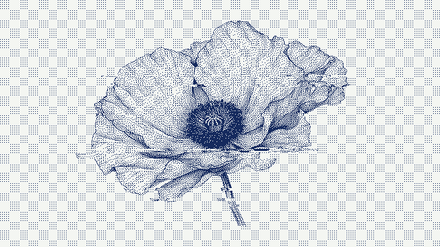 poppy